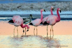 Andean Flamingos (Phoenicopterus andinus) at Lagunas Chaxas Reserva Nacional los Flamencos