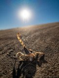 Atacama desert scorpion