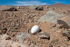Gray Gulls (Larus modestus) lay their eggs in the middle of the Atacama desert