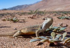 Closeup of Atacama lizard (Liolaemus atacamensis) in the desert near Copiapo, Chile