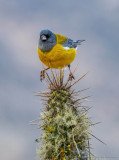 Gray-hooded sierra finch (Phrygilus gayi) balancing on the spines of a cactus at the Chilean desert coast