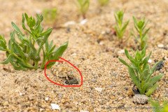 Can you see it? Small Atacama desert grasshopper (Elasmoderus), perfectly camouflaged.