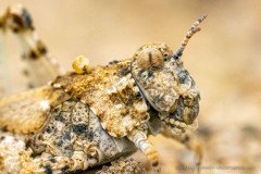 Small camouflaged grasshopper (Elasmoderus sp.), Atacama desert Chile
