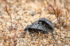 Vaquita del desierto (Gyriosomus sp.), a beetle that appears when the Atacama desert is in bloom