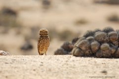 Burrowing Owl (Athene cunicularia) with Copiapoa cactus, Atacama desert