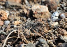 You have to look twice: The perfectly camouflaged desert grasshopper (Elasmoderus sp.) is hard to see between the stones