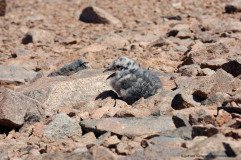 Gray Gulls hatch their eggs in the middle of the Atacama Desert