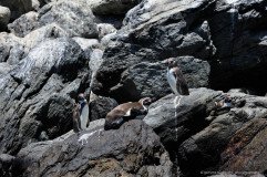 Humboldt Penguins at Reserva Nacional Pinguino Humboldt, Isla Choros