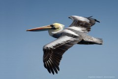 Pelican (Pelecanus thagus) in flight at the Chilean coast of Atacama