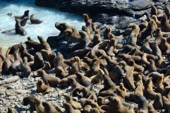 Large group of South American Fur Seals at the coast of Atacama