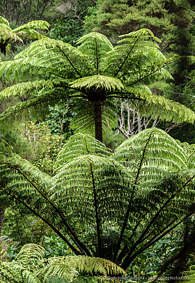 Oceania: New Zealand, Tonga Vanuatu