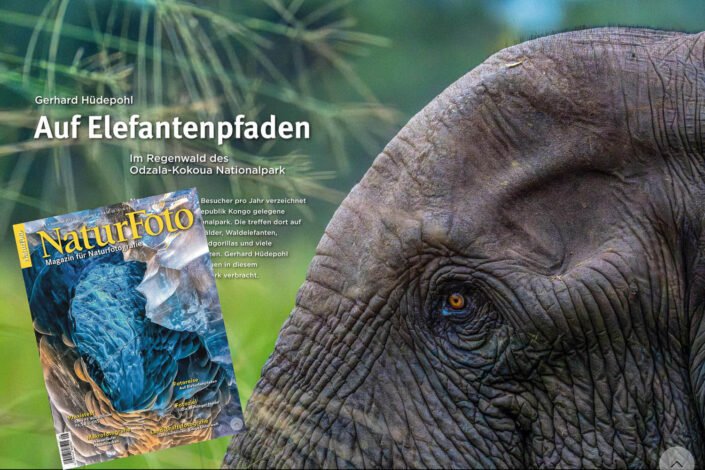 Article in Naturfoto Magazine 09/2025 about Odzala-Kokoua
