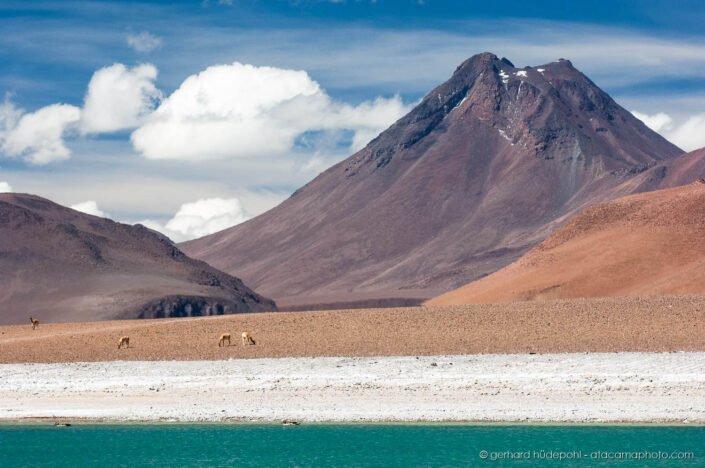 Volcano Acamarachi or Pili and blue lagoon in the desertic Altiplano of Chile