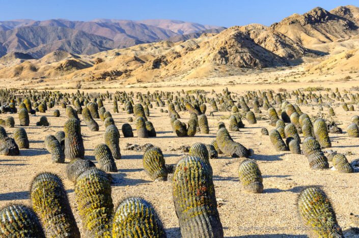 Dense field of Copiapoa cacti (Copiapoa cinerea) in Pan de Azucar National Park, Chile