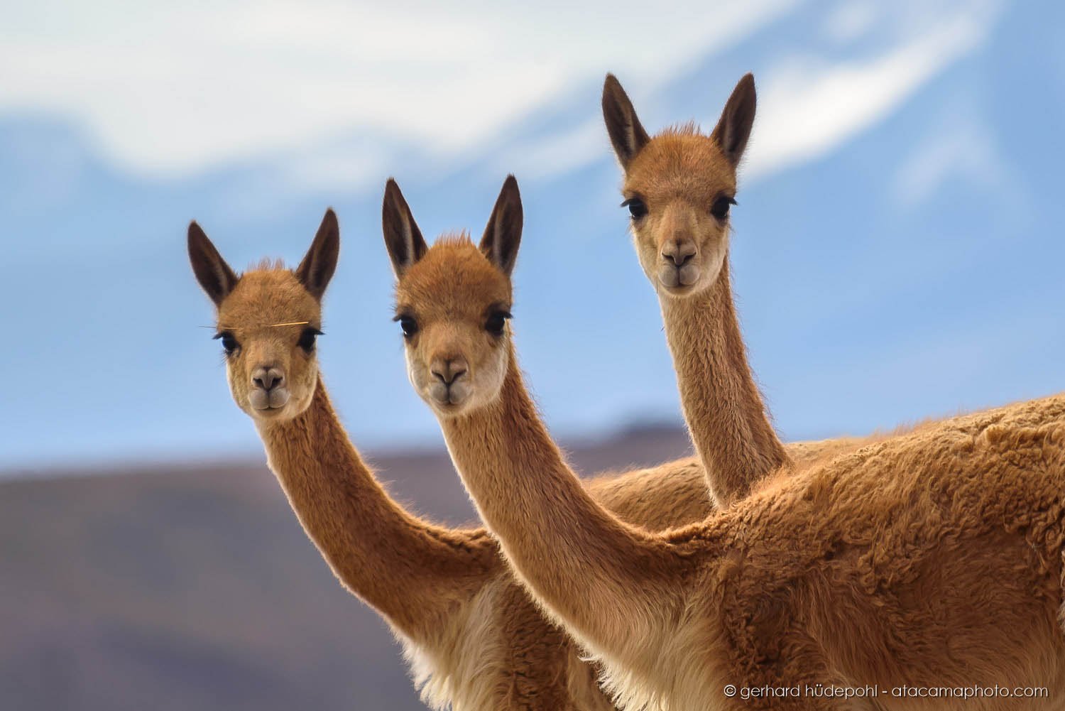 Atacama Wildlife