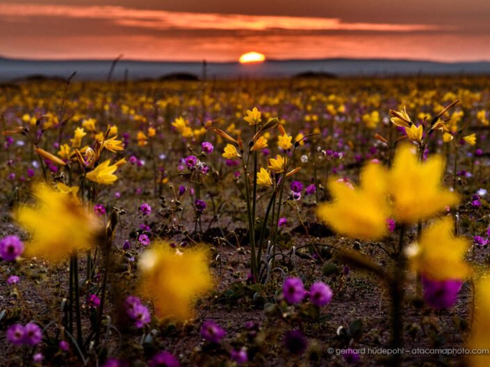 Sunset with flowers, Atacama desert in bloom near Copiapo, Chile