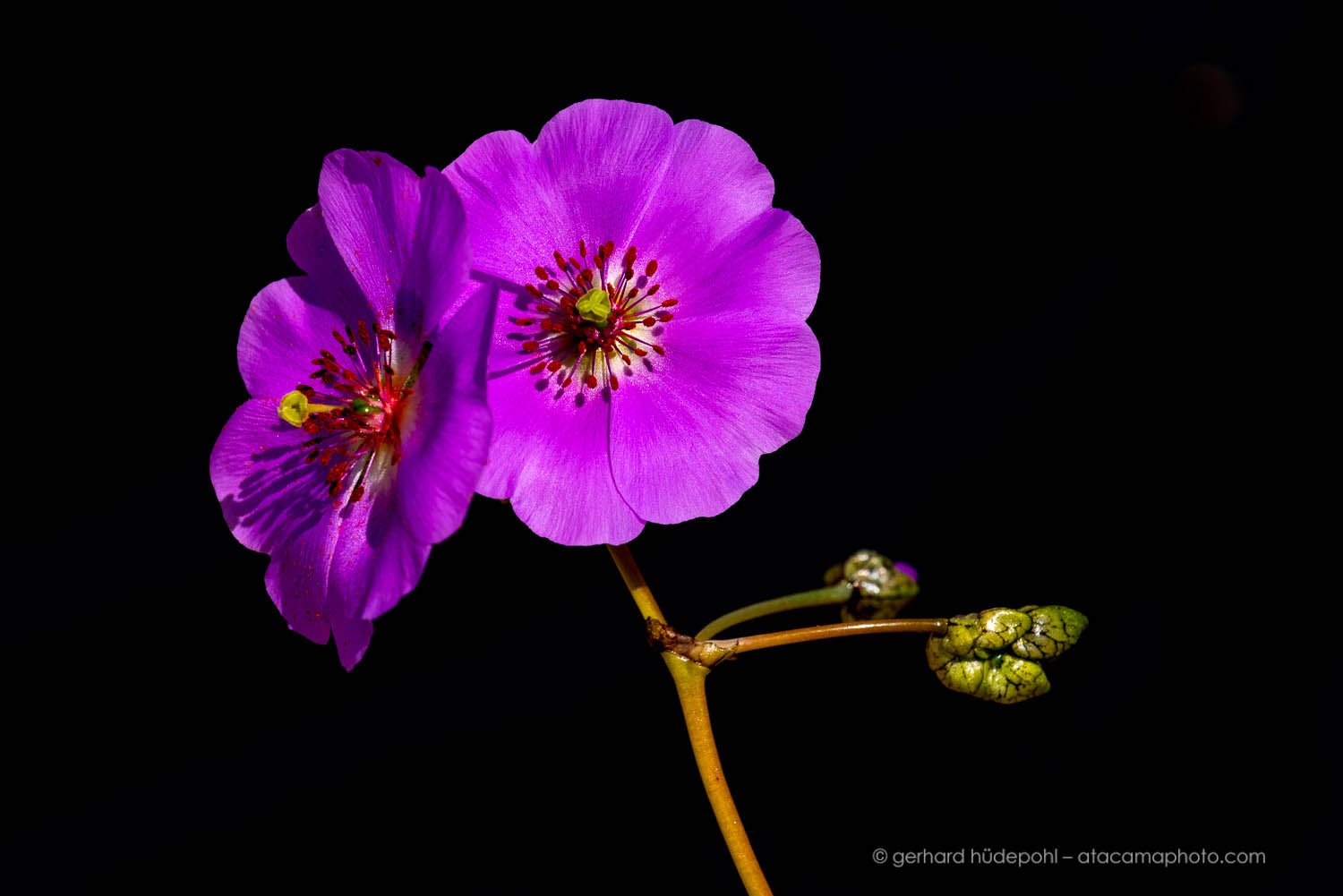 Atacama Desert Flowers