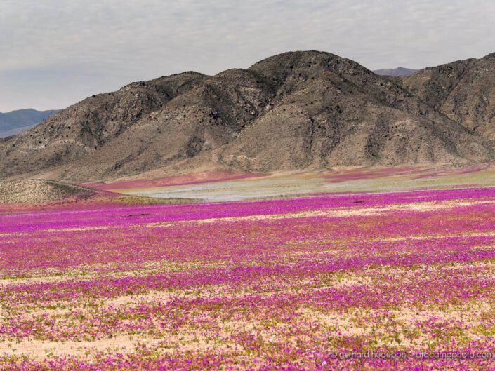 Atacama Desierto Florido 2015, massive desert blooming of Pata de Guanaco flowers, Chile