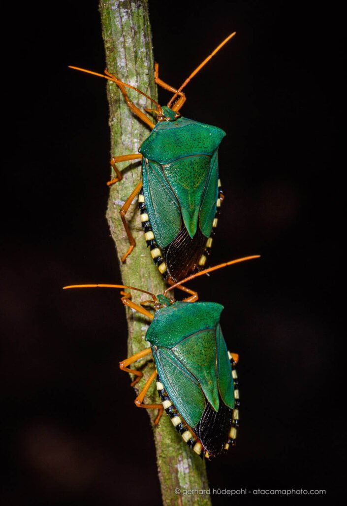 Green shield bugs or stink bug (Hemiptera), Amazon basin