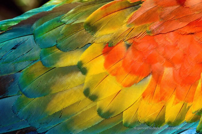 Closeup of blue, yellow, green and red wing feathers of scarlet macaw (Ara macao), Tambopata reserve, Peru