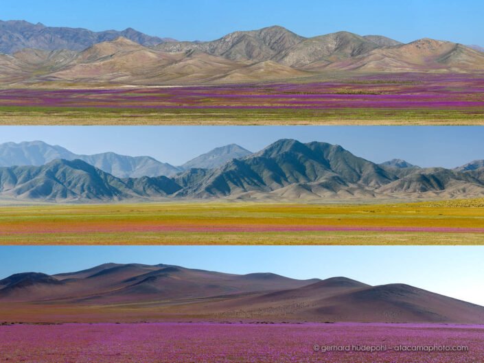 Panorama photos of Atacama desierto florido, carpets of flowers and mountains