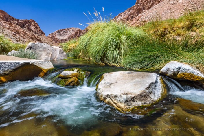 The canyon of Rio Loa with typical vegetation Cortaderia atacamensis