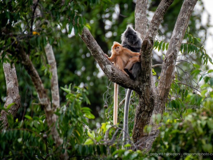 Silvered Leaf Monkey or silver lengur (Trachypithecus cristatus), Kinabatang Wetlands