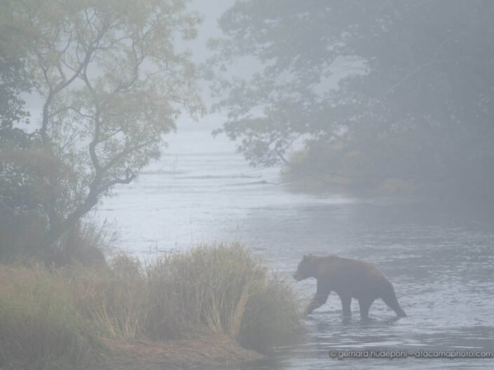 Kamchakta brown bear in the mystic morning fog