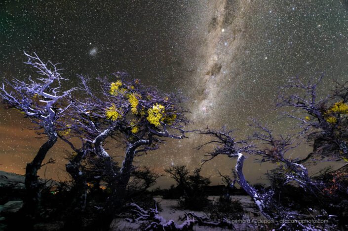 Winter night sky with stars in Patagonia, trees with Mistletoe (Misodendrum punctulatum) in the foreground, Torres del Paine National park, Chile