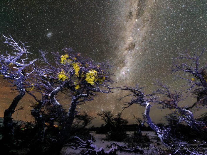 Winter night sky with stars in Patagonia, trees with Mistletoe (Misodendrum punctulatum) in the foreground, Torres del Paine National park, Chile