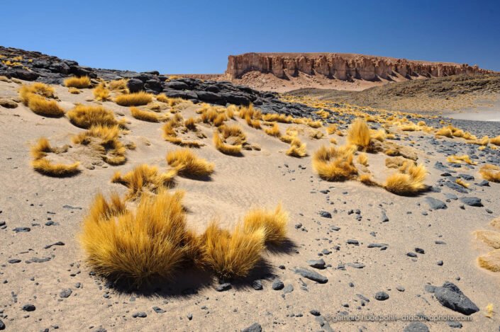 Cliffs and Puna grass (paja brava) at Salar de Tara, Atacama desert, Chile