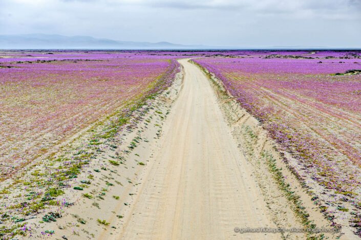 Desierto florido, Blooming Atacama. A sand road passing through lilac flower carpets