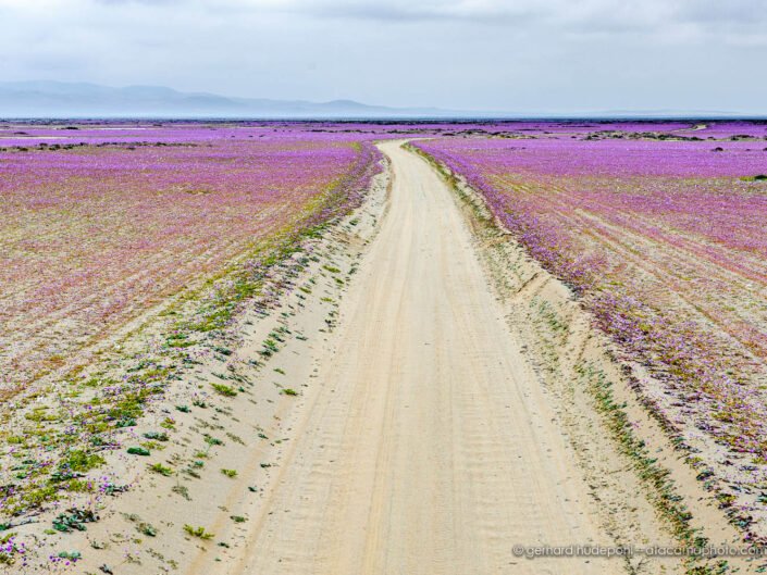 Desierto florido, Blooming Atacama. A sand road passing through lilac flower carpets