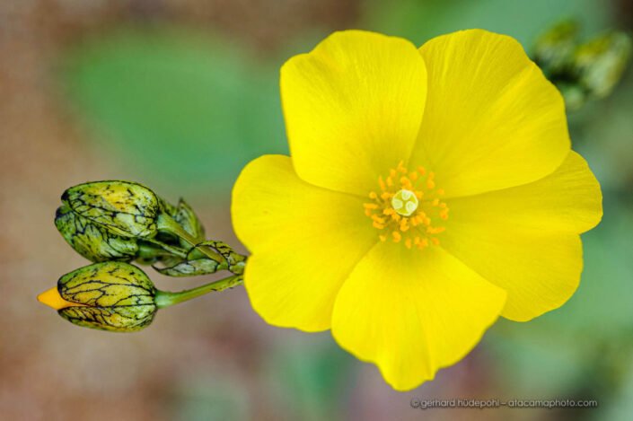 Yellow Pata de Guanaco flower and bud (Cistanthe litoralis)