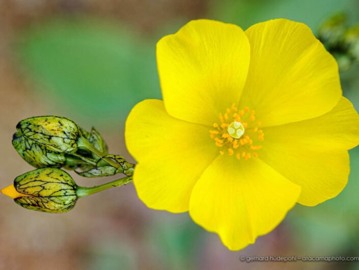 Yellow Pata de Guanaco flower and bud (Cistanthe litoralis)
