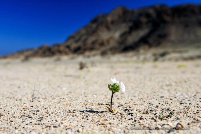 First flower (Nolana aplocaryoides) sprouting in the Atacama desert after a rare rainfall