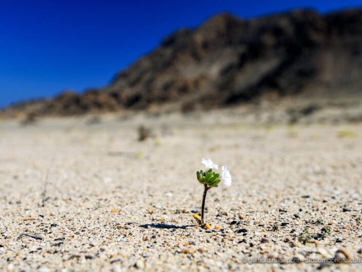 First flower (Nolana aplocaryoides) sprouting in the Atacama desert after a rare rainfall