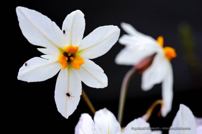 Leucocoryne sp., flower of the Atacama Desert