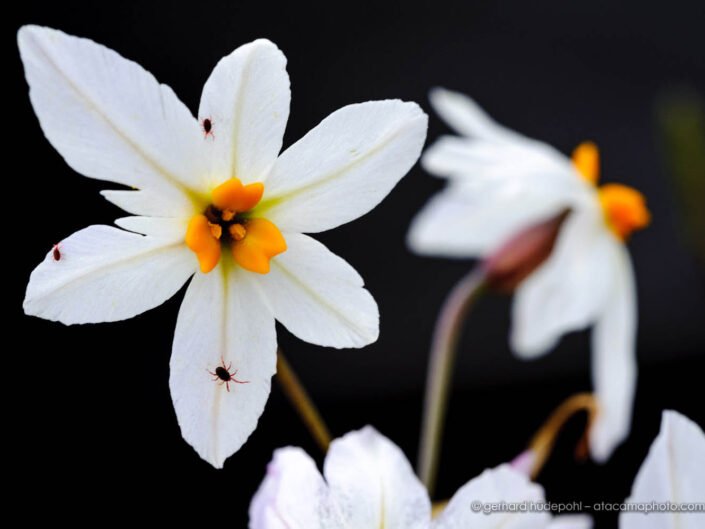 Leucocoryne sp., flower of the Atacama Desert