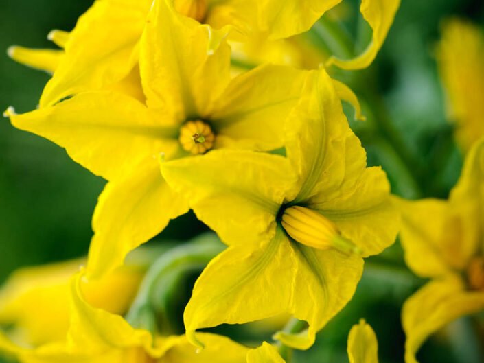 Tomatillo (Solanum chilense), yellow Atacama desert flower of the tomato family
