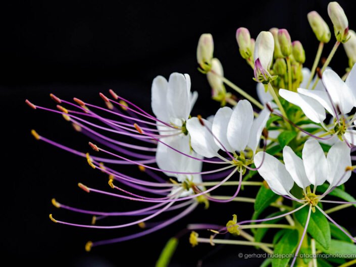 Tacma flower close up, Cleome chilensis. Beautiful flower of the Atacama desert