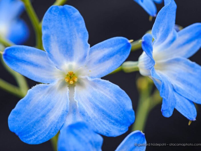 Zephyra elegans, blue flowers of Atacama Desert