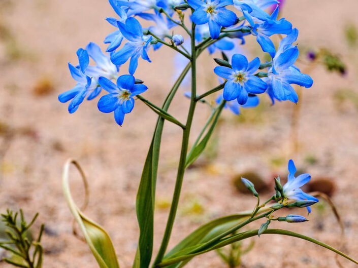Zephyra elegans, a beautiful blue flower of Atacama Desert in bloom