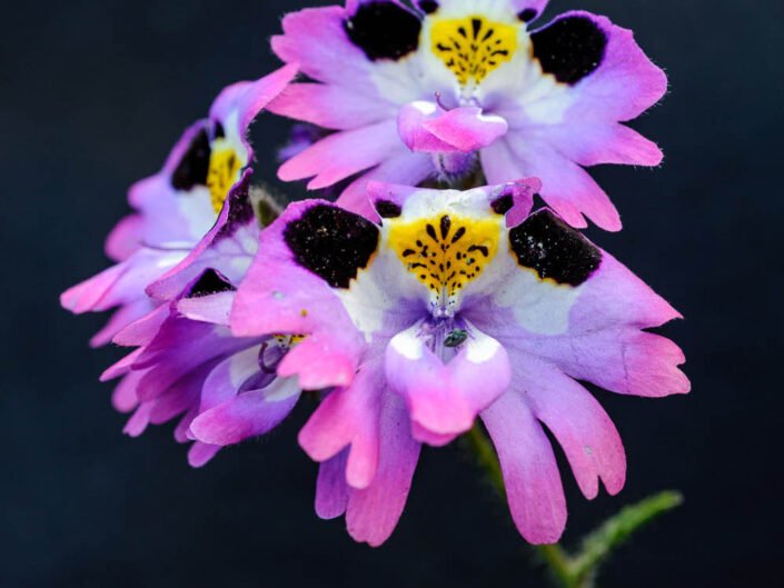 Poor Man's Orchid (Schizanthus litoralis), endemic flower of northern Chile