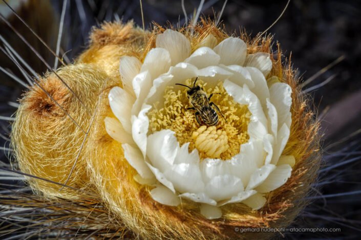 Close up of Eulychnia breviflora cactus flower with native bee, Atacama Region