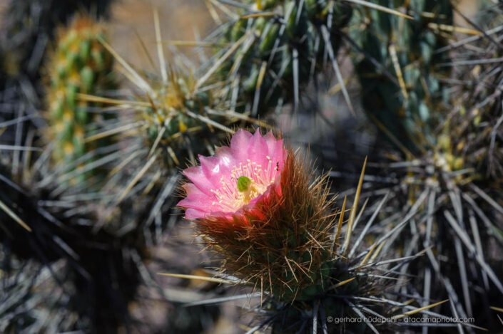 Tunilla cactus (Miqueliopuntia miquelii) with pink flower, Atacama Region of Chile