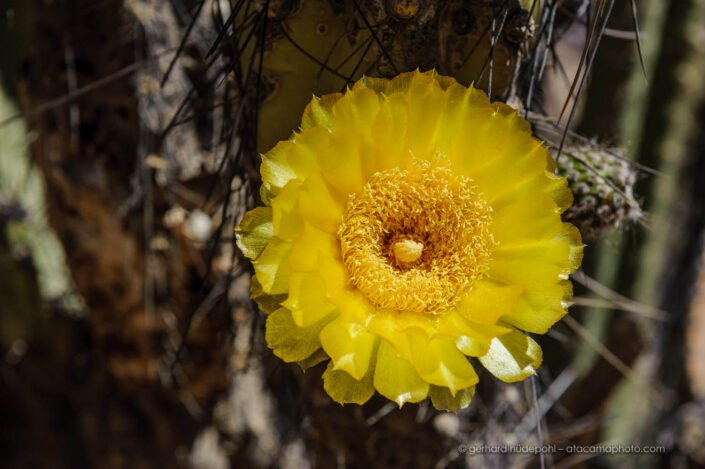 Corryocactus brevistylus with yellow flower, Putre