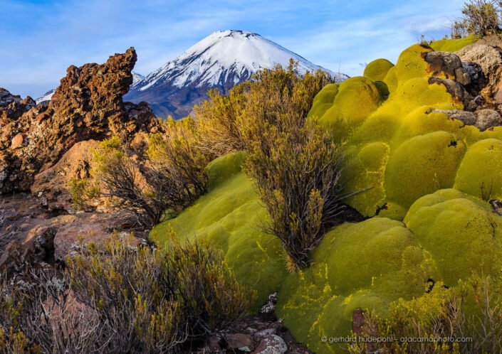 Altiplano vegetation Llareta (Azorella compacta) with Parinacota volcano in the background