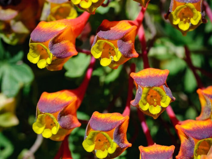 Tropaeolum tricolor, a colorful little flower, Reserva Nacional Paposo, Atacama desert