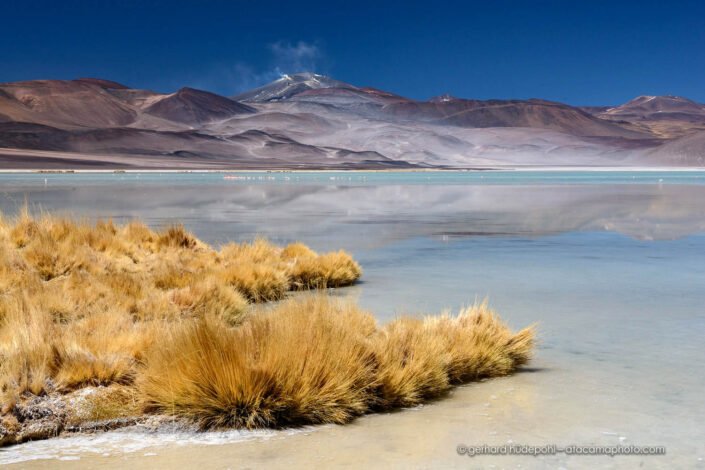 Laguna Aguas Caliente with flamingos and smoking volcano Lastarria in the background, Altiplano of Chile